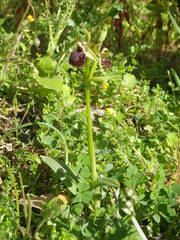 Ophrys exaltata arachnitiformis