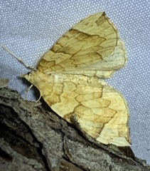 Eulithis propulsata