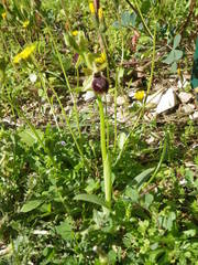 Ophrys exaltata arachnitiformis
