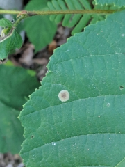 Cameraria corylisella