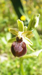 Ophrys exaltata arachnitiformis