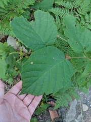 Cameraria corylisella