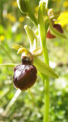 Ophrys exaltata arachnitiformis