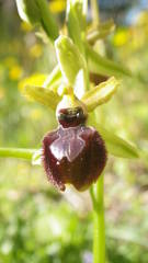 Ophrys exaltata arachnitiformis