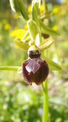 Ophrys exaltata arachnitiformis