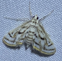 Parapoynx badiusalis