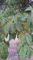 Acer negundo