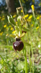 Ophrys exaltata arachnitiformis