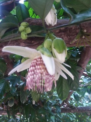 Passiflora nigradenia