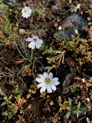 Cerastium pusillum