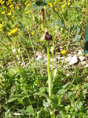 Ophrys exaltata arachnitiformis