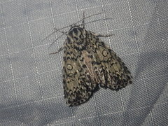 Acronicta heitzmani