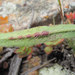 Aulacidea pilosellae - Photo (c) Gennadiy Okatov, some rights reserved (CC BY-NC), uploaded by Gennadiy Okatov