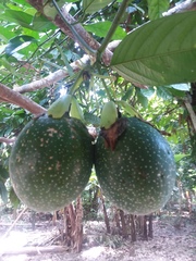 Passiflora nigradenia