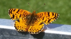 Phyciodes mylitta