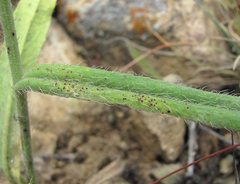 Puccinia hieracii