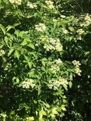 Viburnaceae