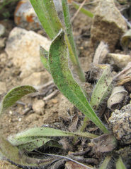 Puccinia hieracii