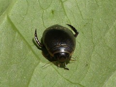 Acilius mediatus