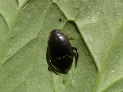 Acilius mediatus