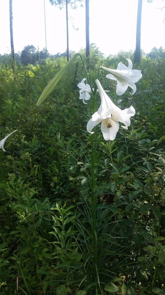 Lilium formosanum, Tallahassee, FL 32312, USA