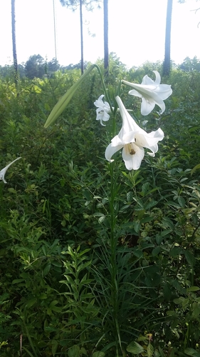 Lilium formosanum
