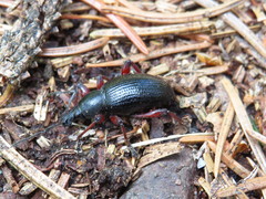 Otiorhynchus coecus