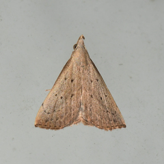 Macrochilo louisiana