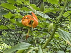 Lilium superbum