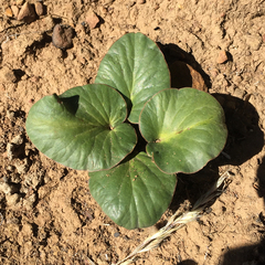 Pelargonium asarifolium