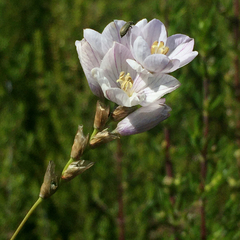 Ixia flexuosa