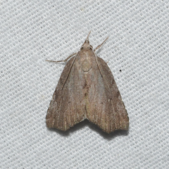 Cutina albopunctella