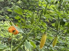 Lilium superbum