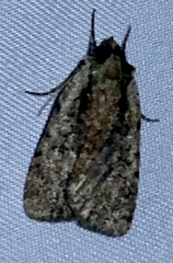 Eueretagrotis attentus