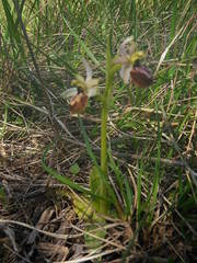 Ophrys exaltata arachnitiformis