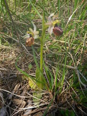 Ophrys exaltata arachnitiformis