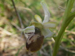 Ophrys exaltata arachnitiformis