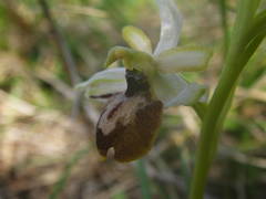 Ophrys exaltata arachnitiformis