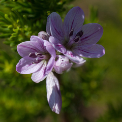 Ixia flexuosa