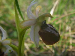 Ophrys exaltata arachnitiformis