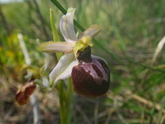 Ophrys exaltata arachnitiformis