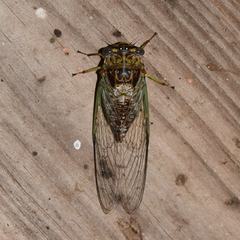 Diceroprocta vitripennis