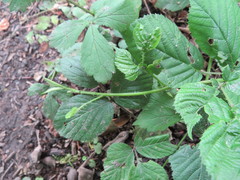 Rubus wirralensis