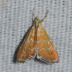 Xanthophysa psychicalis