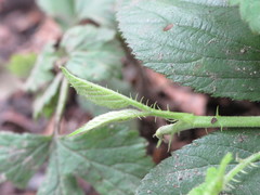 Rubus wirralensis