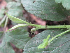 Rubus wirralensis