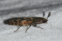 Pherhimius fascicularis