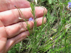 Polygala tenuifolia