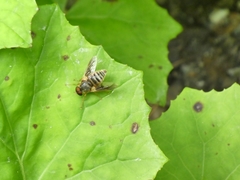 Goniops chrysocoma