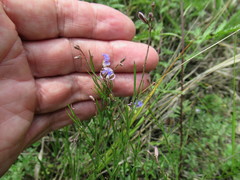 Polygala tenuifolia